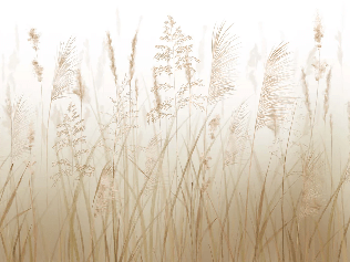 Papier peint fleur des champs de blé, XXL, tendance