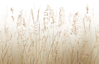 Papier peint fleur des champs de blé, XXL, tendance