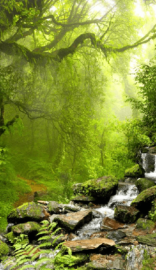 Papel pintado Cascada y bosque