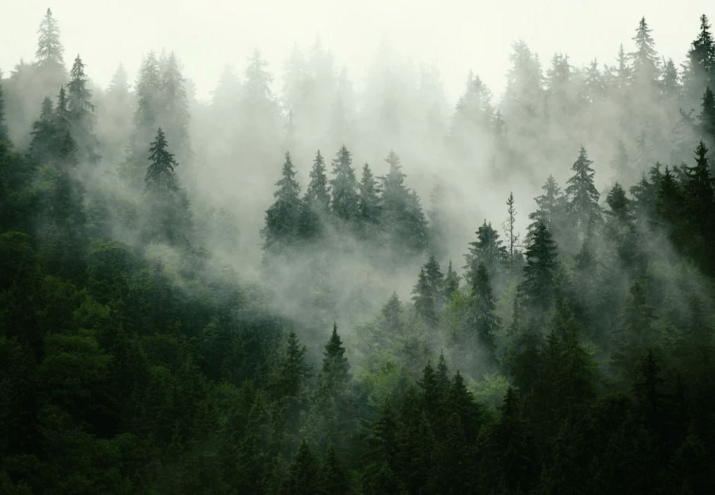 Papier peint forêt brumeuse verte - Muralconcept