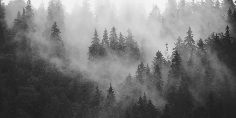 Papier peint forêt brumeuse noir et blanc, XXL, tendance
