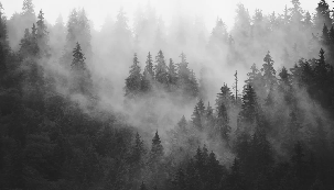 Papier peint forêt brumeuse noir et blanc, XXL, tendance