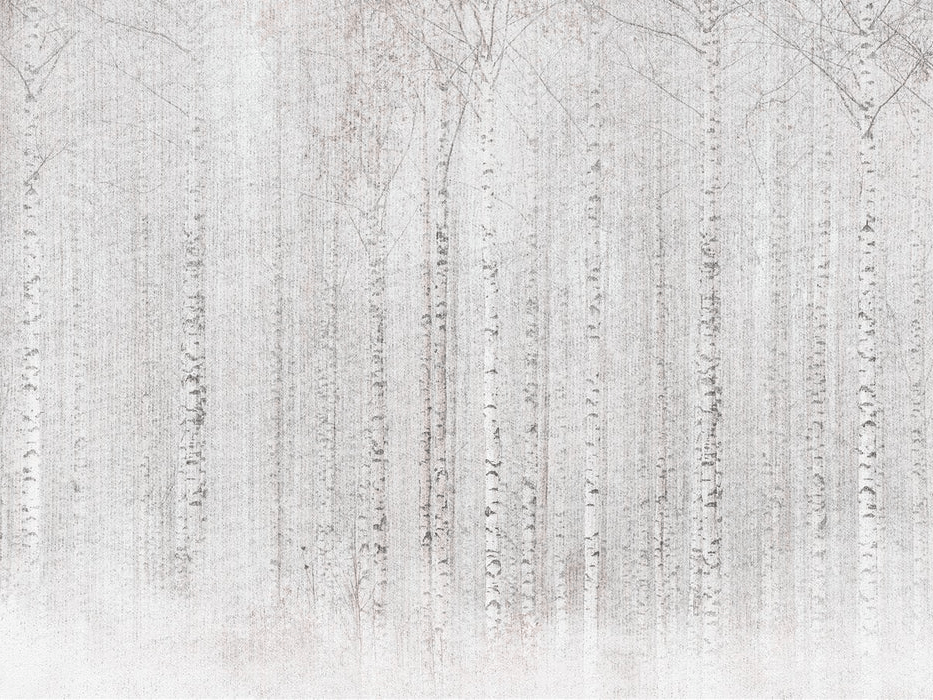 Papier peint forêt de bouleaux enveloppante - Muralconcept