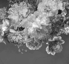 Papier peint fleur pivoine noir et blanc, XXL, tendance