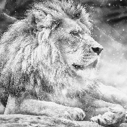 Papel pintado jungla El rey león