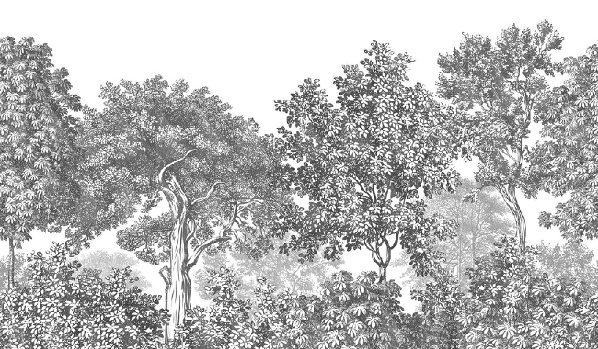 Fondo de pantalla paisaje bosque grabado en blanco y negro