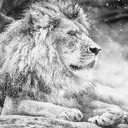 Papel pintado jungla El rey león