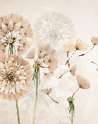 Papier peint fleur pissenlit, XXL, tendance