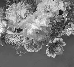 Papier peint fleur pivoine noir et blanc, XXL, tendance