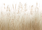 Papier peint fleur des champs de blé, XXL, tendance