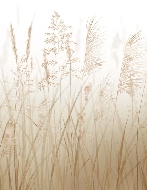 Papel pintado con flores de campos de trigo