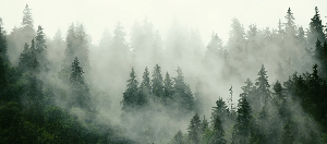 Papier peint forêt brumeuse verte - Muralconcept