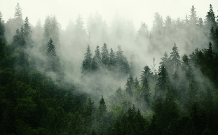 Fondo de pantalla Bosque verde brumoso
