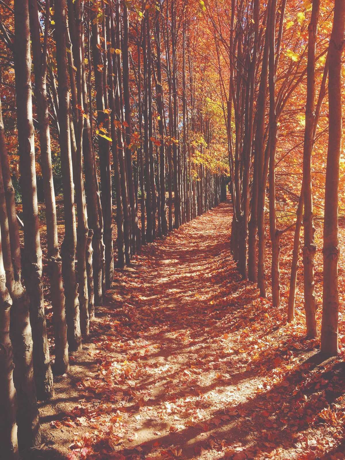 Papier peint panoramique chemin d'automne, XXL, tendance