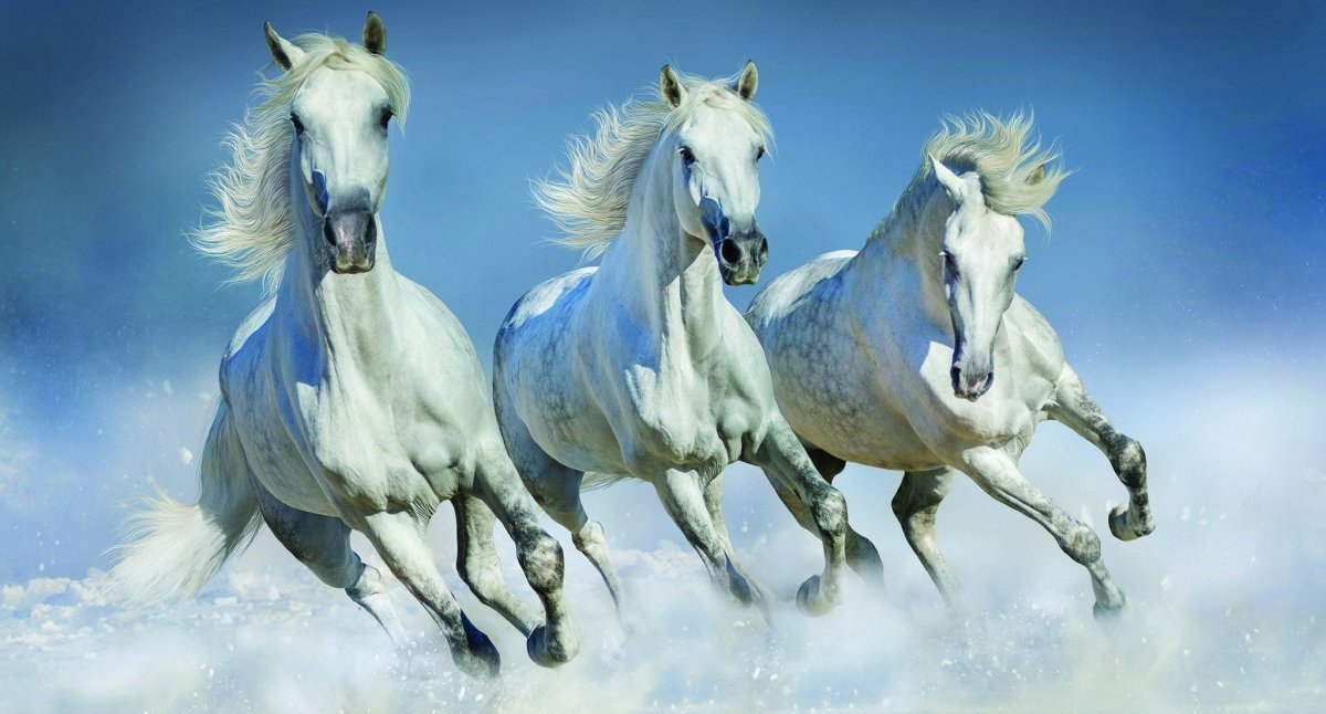 Papier peint panoramique chevaux blanc neige - papier peint sur mesure francais - muralconcept