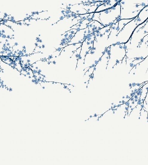Papel pintado panorámico de flores blancas de Sakura