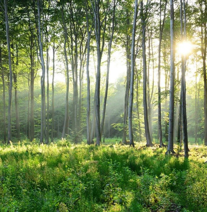 Papier peint wc Forêt de Pins, XXL, tendance