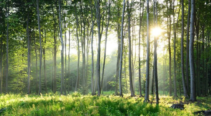 Papel pintado Panorámica del bosque de pinos