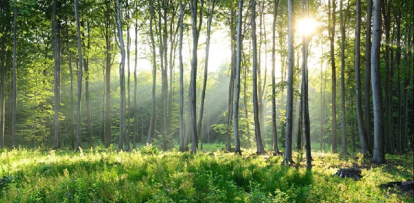 Papel pintado Panorámica del bosque de pinos