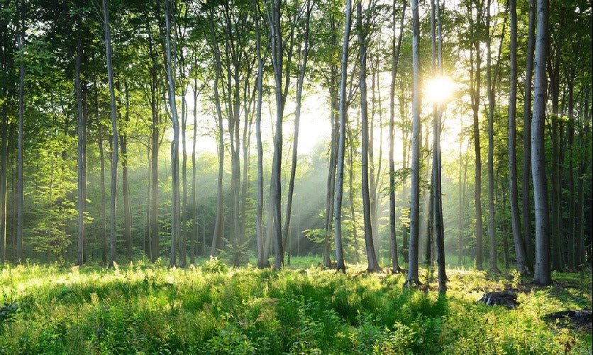 Papel pintado Panorámica del bosque de pinos