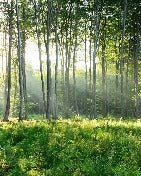 Papel pintado Panorámica del bosque de pinos