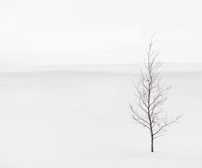 Papel pintado Árbol puro