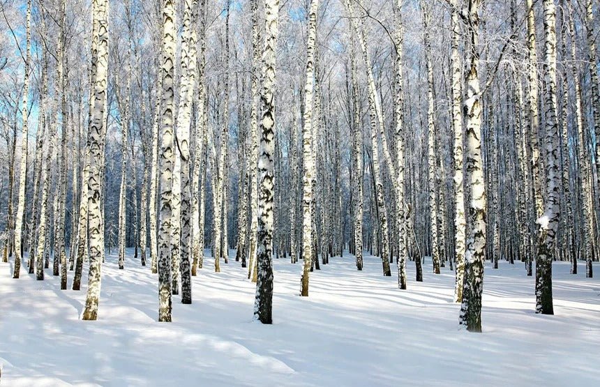 Papier peint Bouleau Wood Forêt