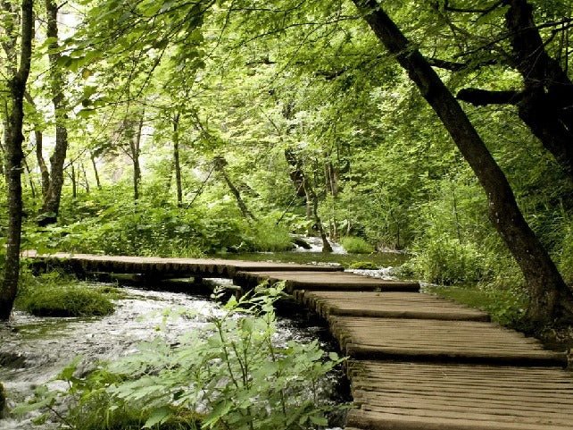 Papier peint bistrot trompe l'œil chemin forestier, XXL, tendance