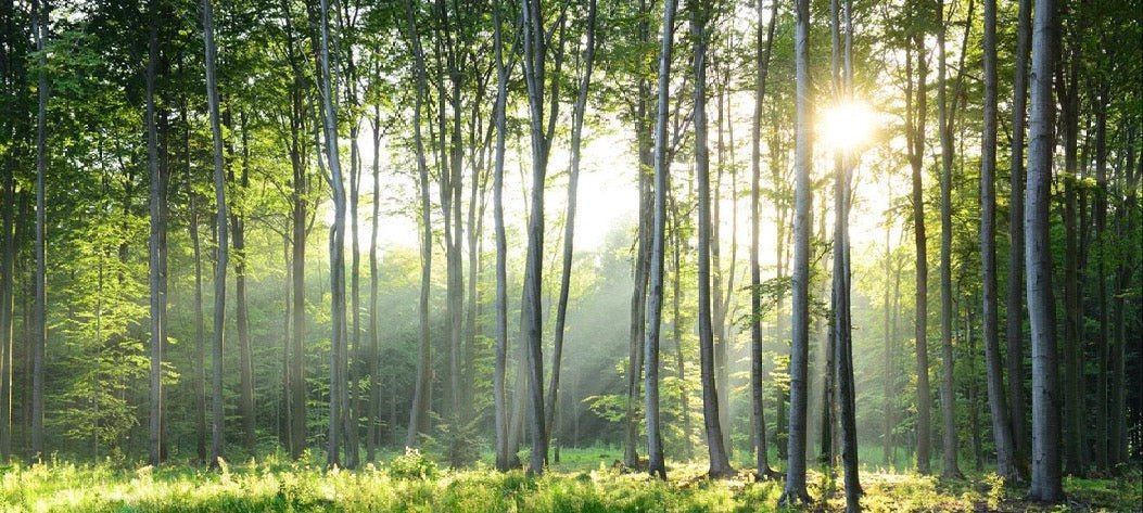Papel pintado Panorámica del bosque de pinos