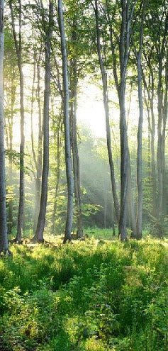 Papel pintado Panorámica del bosque de pinos