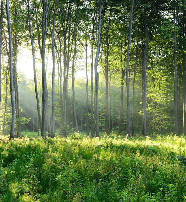 Papel pintado Panorámica del bosque de pinos