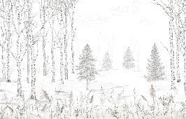 Papel pintado Bosques en blanco y negro