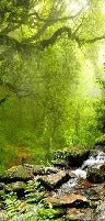 Papel pintado Cascada y bosque