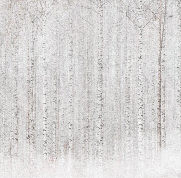 Papel pintado Envolvente bosque de abedules