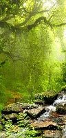 Papel pintado Cascada y bosque