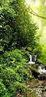 Papier peint Cascade & Forêt