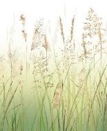 Papel pintado Gradient wheat field flower