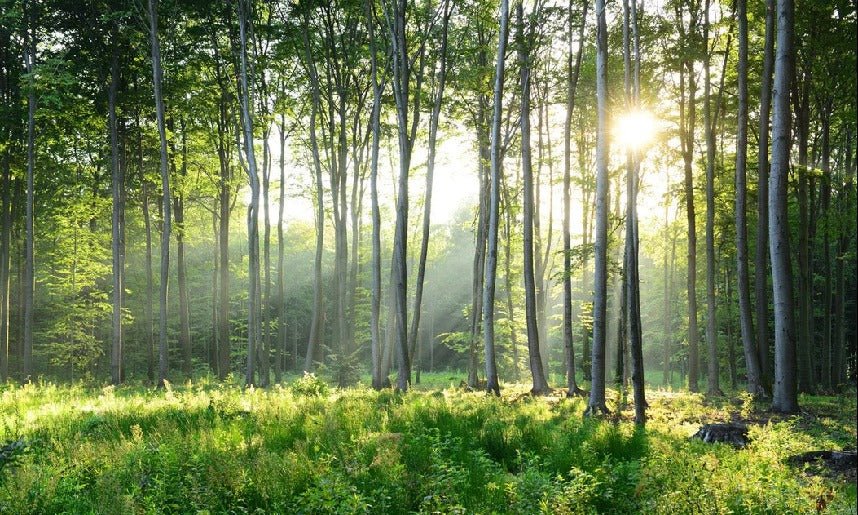 Papier peint salle de bain forêt de Pins, XXL, tendance