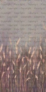 Papel pintado Panorámica de la hierba silvestre rosa