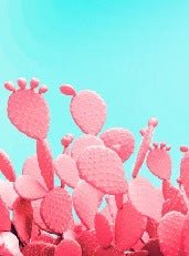 Papier peint cactus pop, XXL, tendance