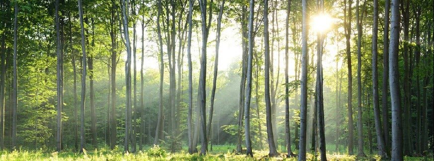 Papel pintado Panorámica del bosque de pinos