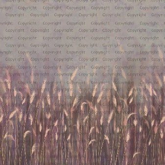 Papel pintado Panorámica de la hierba silvestre rosa
