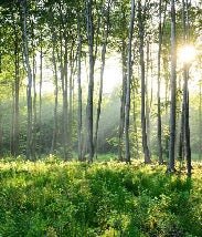 Papier peint wc Forêt de Pins, XXL, tendance
