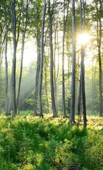 Papel pintado Panorámica del bosque de pinos