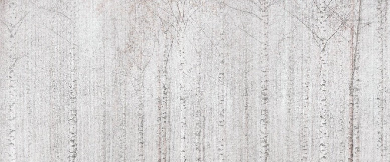 Papel pintado Envolvente bosque de abedules