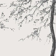 Papier peint panoramique fleur Sakura noir et blanc