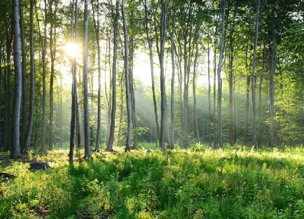 Papel pintado Panorámica del bosque de pinos