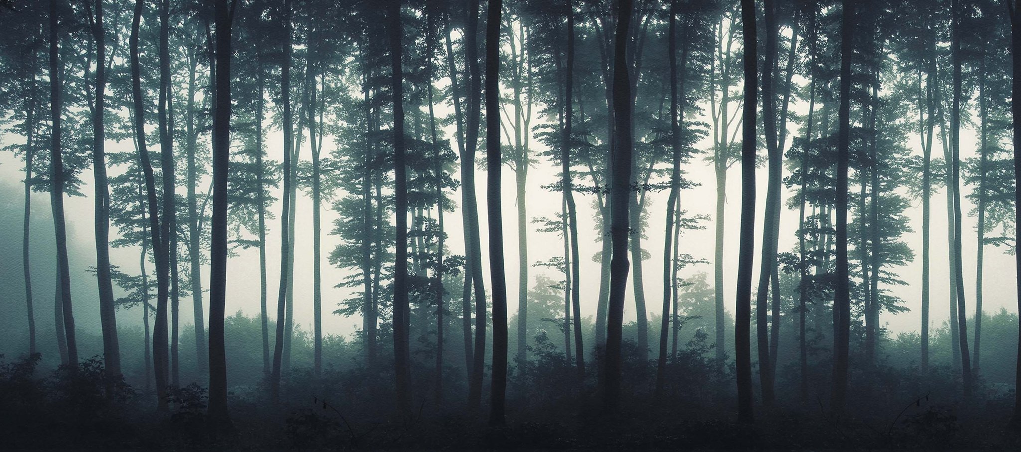 Papier peint wc Brume d'automne, XXL, tendance