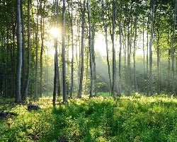 Papel pintado Panorámica del bosque de pinos