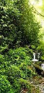 Papier peint Cascade & Forêt